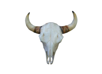 Bullenschädel Stierkopf Wand Skulpturen Höhe 64 cm Deko Figur Skelett Schädel